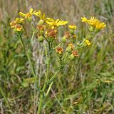 Senecio grandidentatus