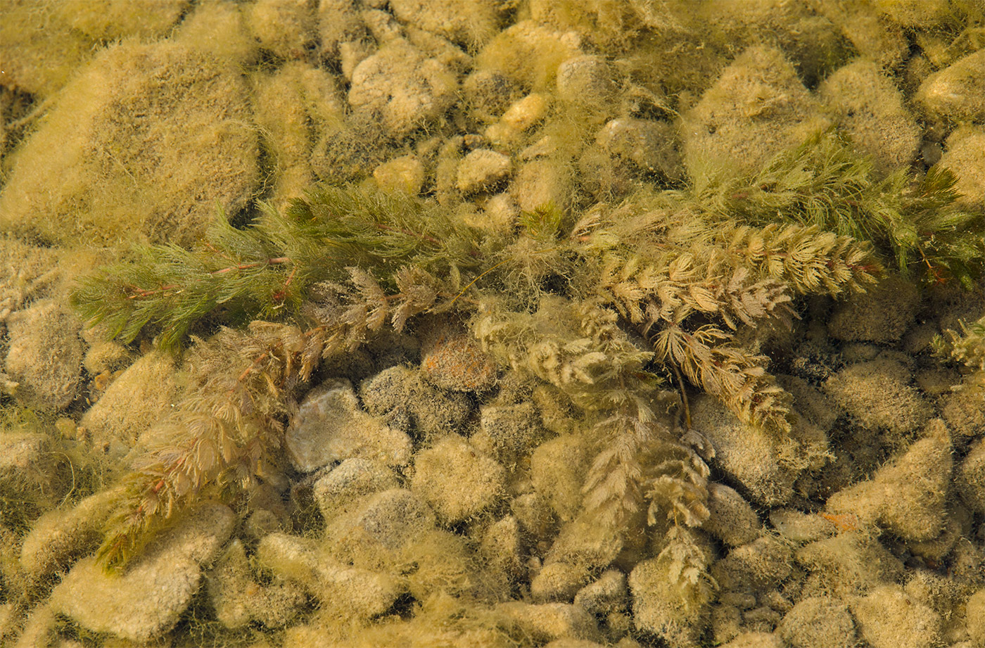 Image of Myriophyllum sibiricum specimen.