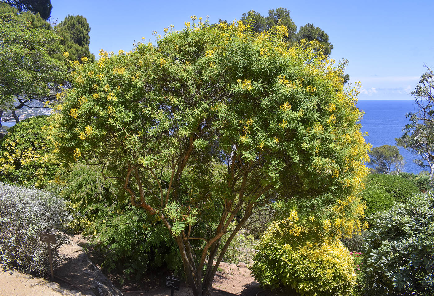 Image of Hypericum canariense specimen.