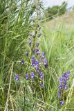 Aconitum baicalense. Верхушка цветущего растения. Бурятия, Северобайкальский р-н, устье р. Давше, разнотравный луг. 08.08.2024.