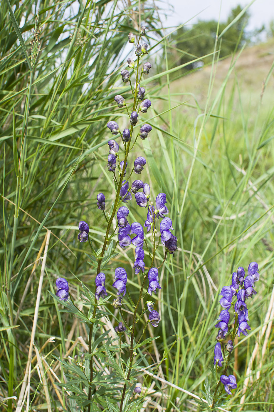 Изображение особи Aconitum baicalense.