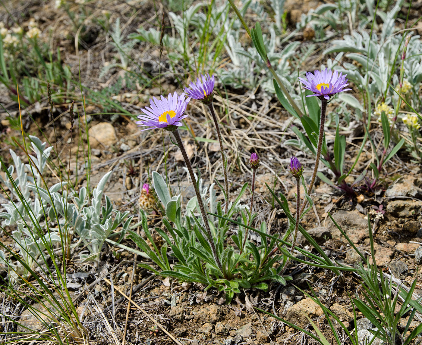 Изображение особи Aster serpentimontanus.