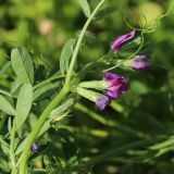 Vicia sativa. Часть побега с соцветием. Беларусь, Витебская обл., пос. Езерище, огород, засеянная виково-горчичной сидератной травосмесью гряда. 14.07.2024.