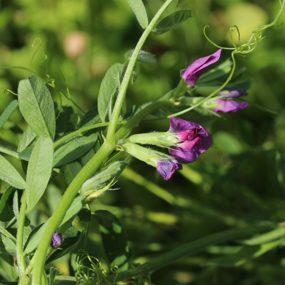 Изображение особи Vicia sativa.