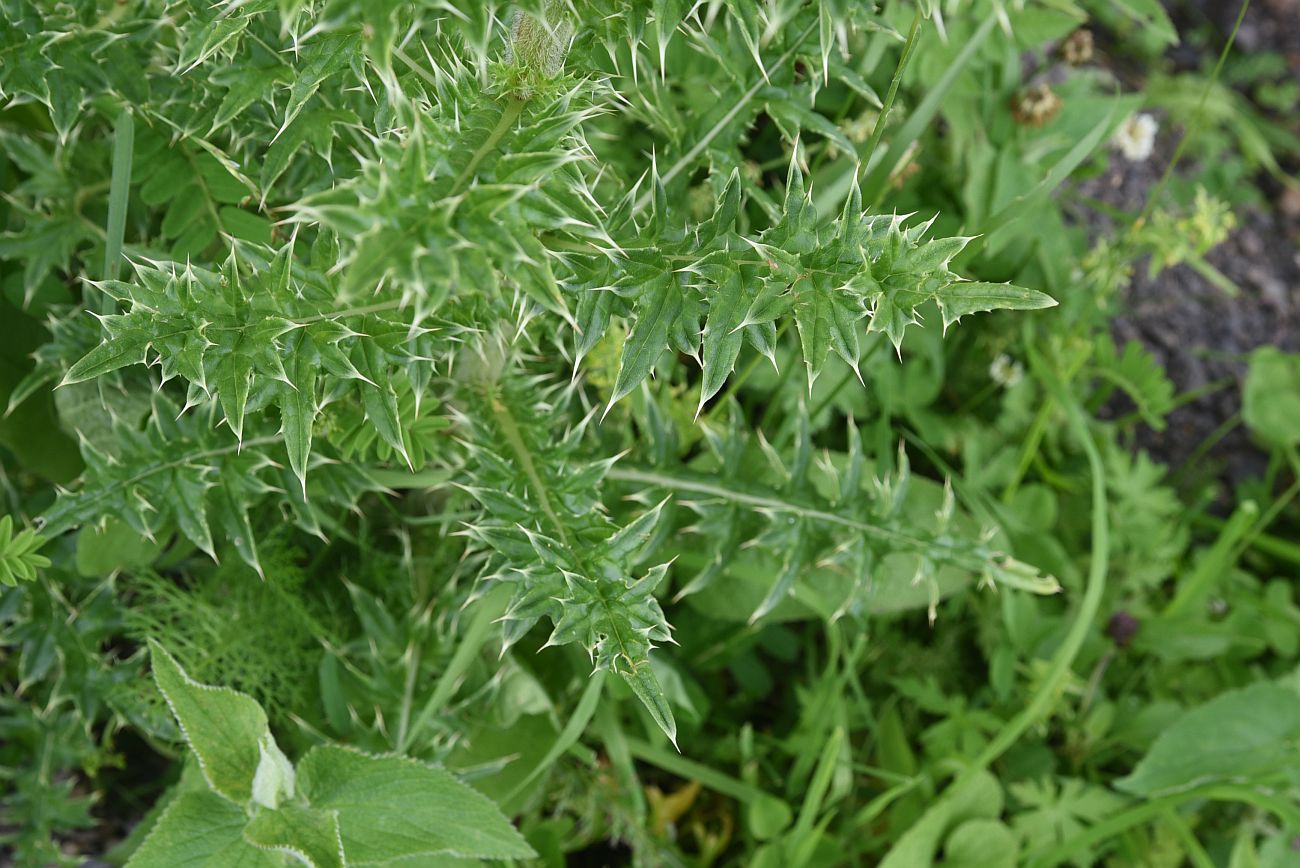 Изображение особи Cirsium obvallatum.