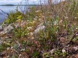 View full-size image Androsace septentrionalis