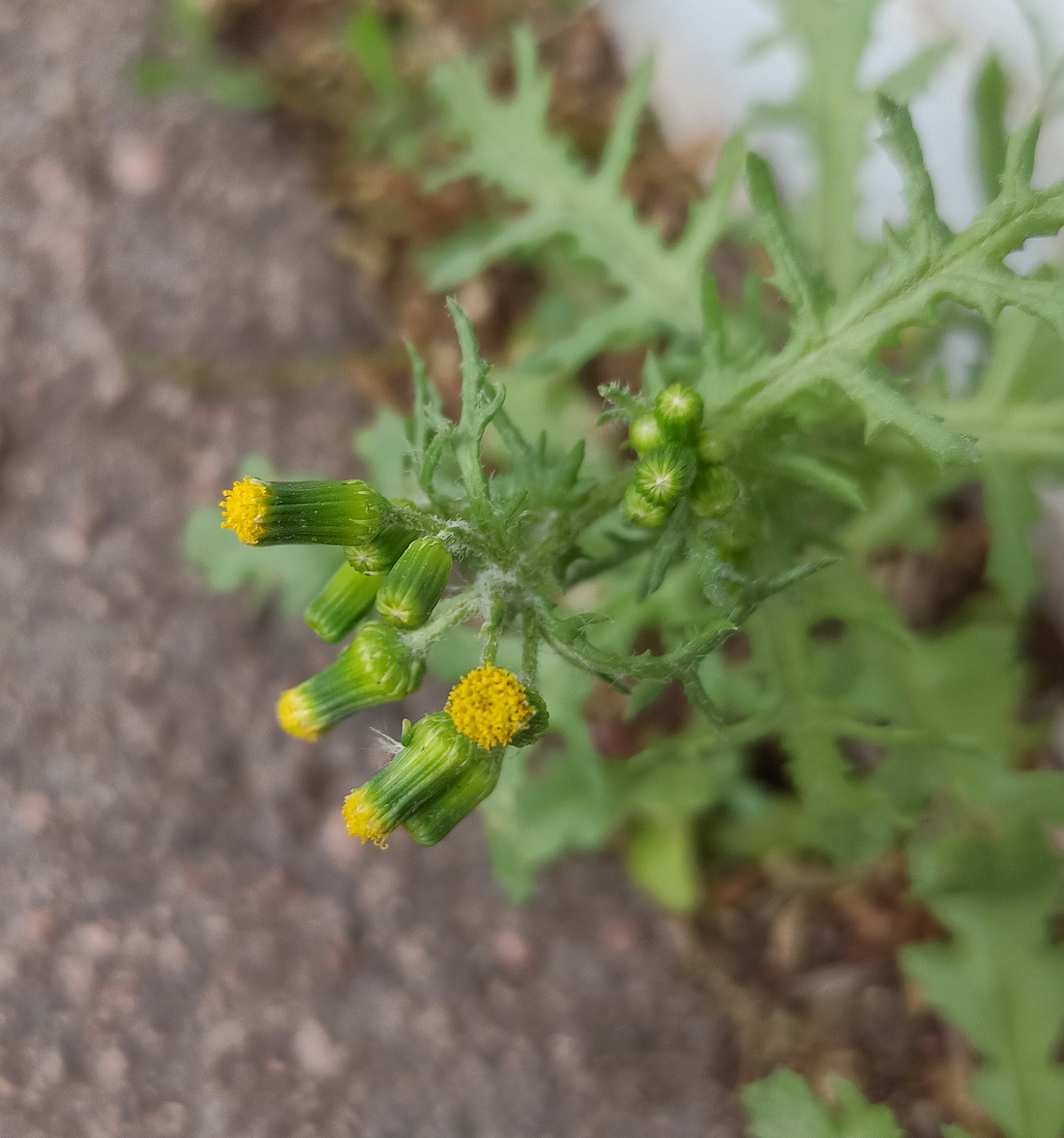 Image of Senecio vulgaris specimen.