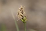 View full-size image Carex halleriana