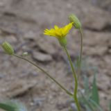 View full-size image genus Lagoseris
