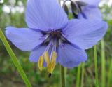 Polemonium acutiflorum