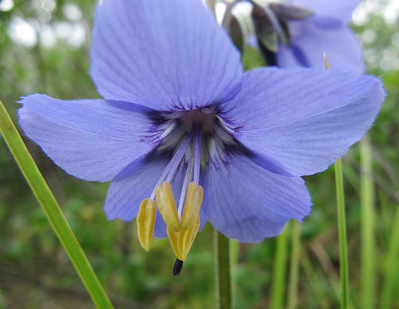 Изображение особи Polemonium acutiflorum.