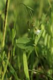 View full-size image Linum catharticum