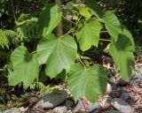 View full-size image Vernicia fordii