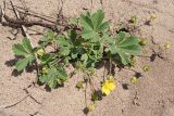 Смотреть изображение Potentilla incana