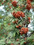 View full-size image genus Sorbus