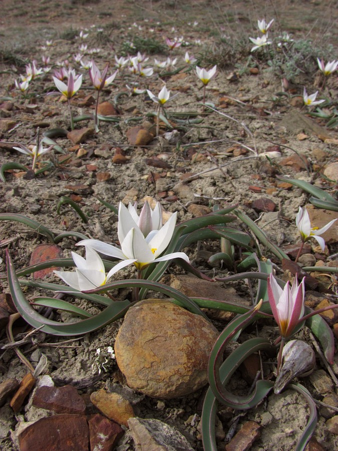 Изображение особи Tulipa biflora.