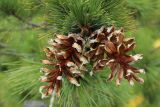 View full-size image Pinus strobus