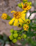 Смотреть изображение Senecio vernalis
