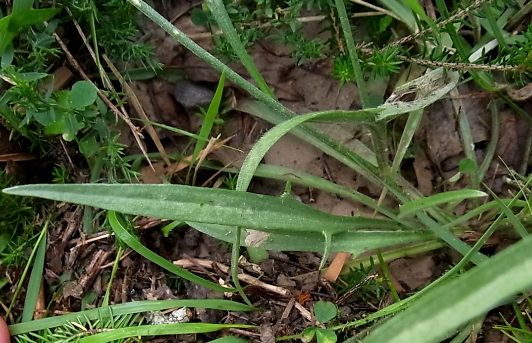 Image of Catananche caerulea specimen.