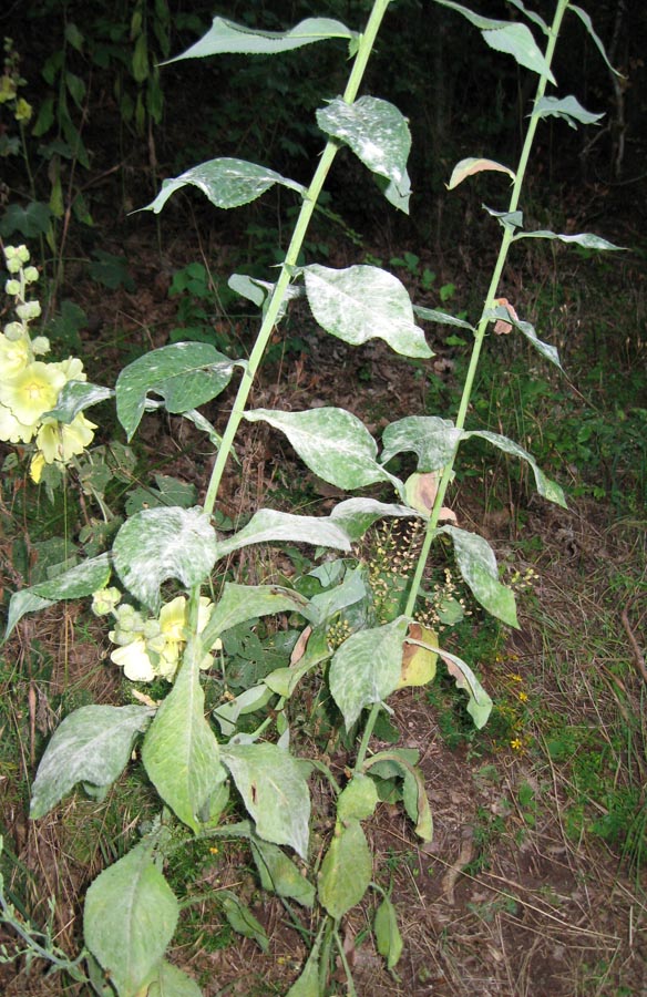 Image of Lactuca chaixii specimen.