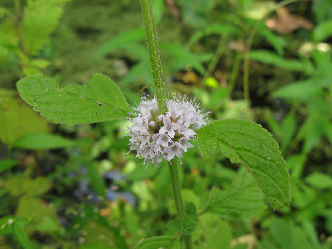 Image of Mentha arvensis specimen.