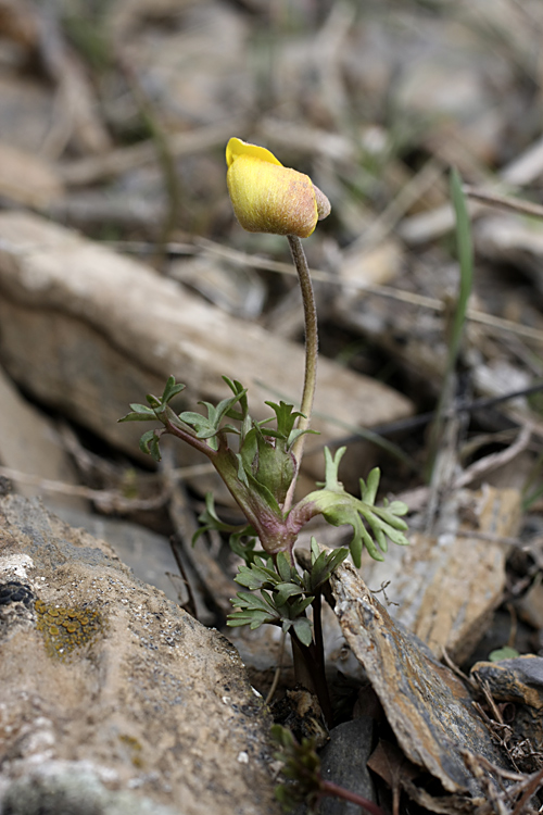 Image of Anemone petiolulosa specimen.