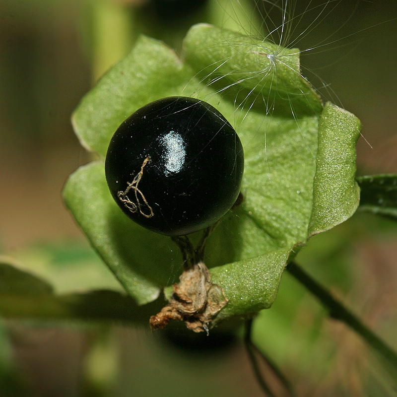 Image of Cucubalus baccifer specimen.