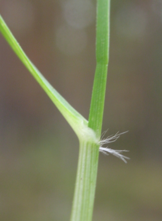 Image of Sieglingia decumbens specimen.