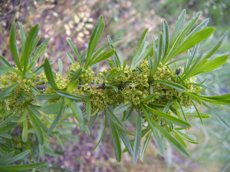 Image of Rhamnus erythroxyloides specimen.