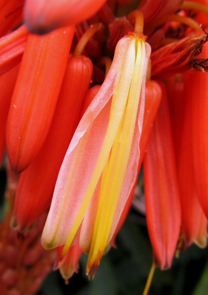 Image of Aloe arborescens specimen.