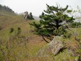 Pinus koraiensis. Дерево на вершине хребта. Юг Приморья, окр. г. Находка, урочище Краков, бухта Краковка. 3 мая 2008 г.