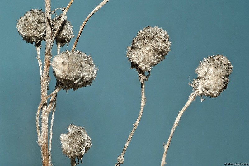 Image of Artemisia austriaca specimen.