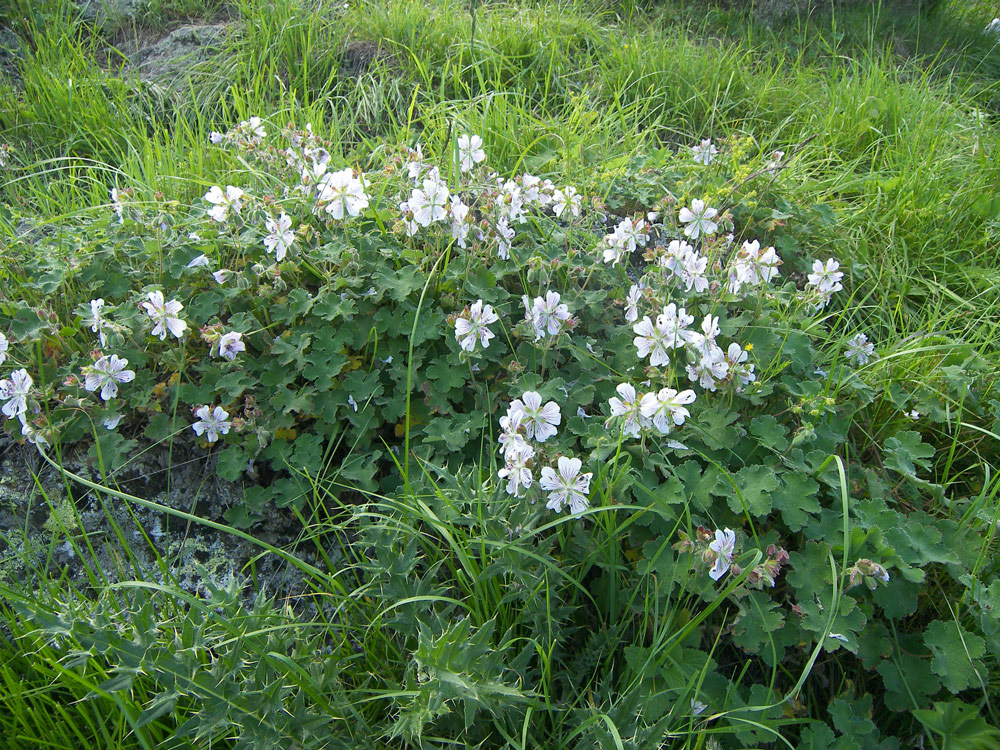 Image of Geranium renardii specimen.