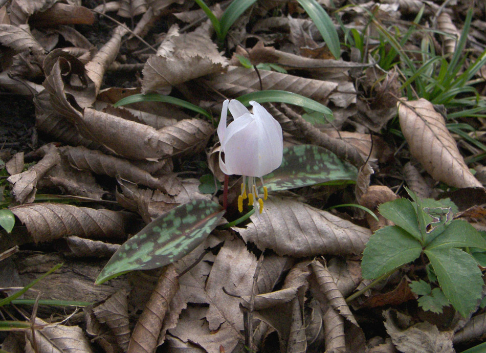 Изображение особи Erythronium caucasicum.