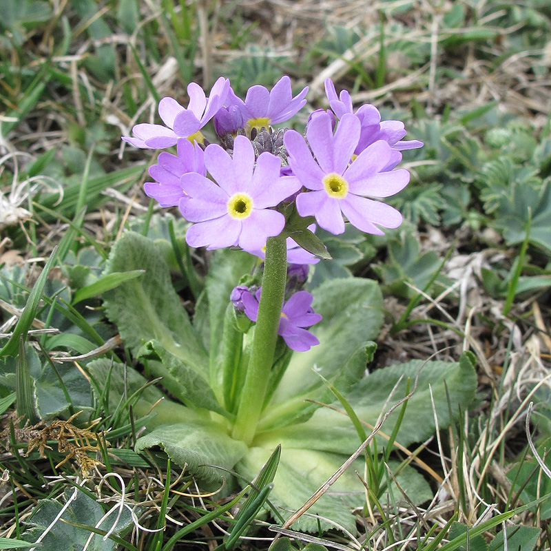 Image of Primula algida specimen.