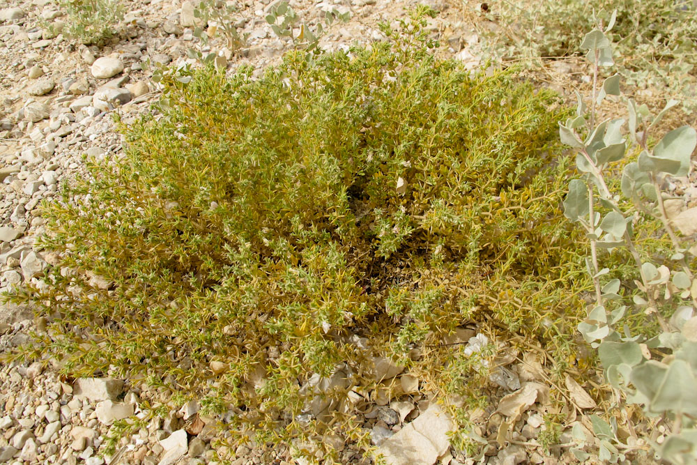 Image of Fagonia arabica specimen.