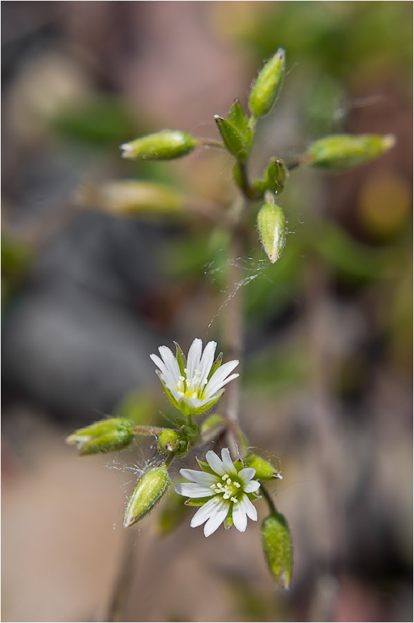 Image of Cerastium holosteoides specimen.