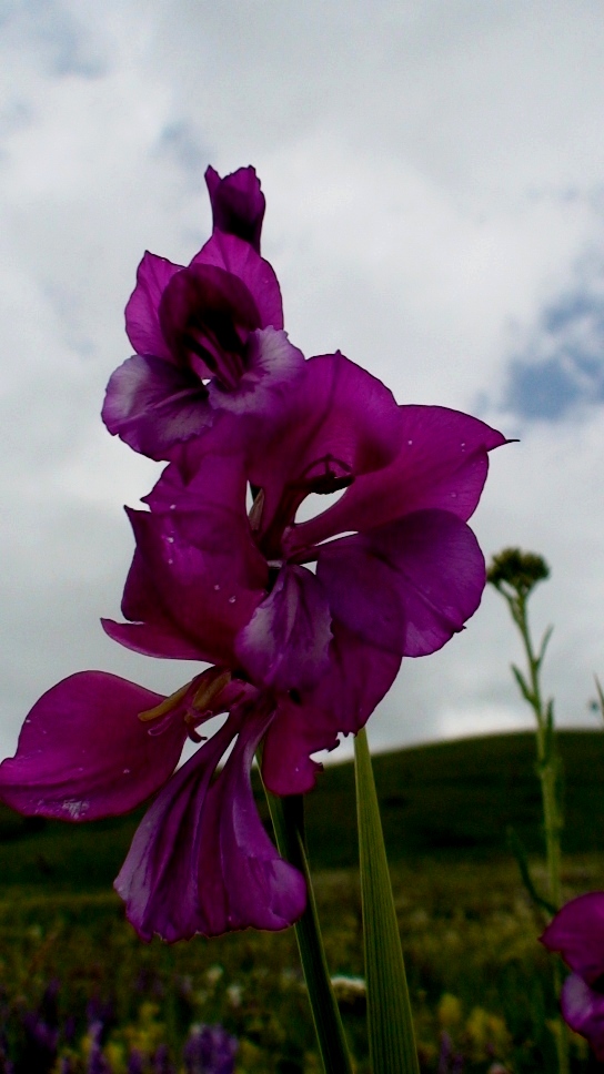 Изображение особи Gladiolus tenuis.