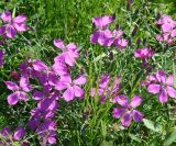 Dianthus versicolor. Цветки. Якутия (Саха), Мирнинский р-н, территория пос. Светлый. 12.07.2009.