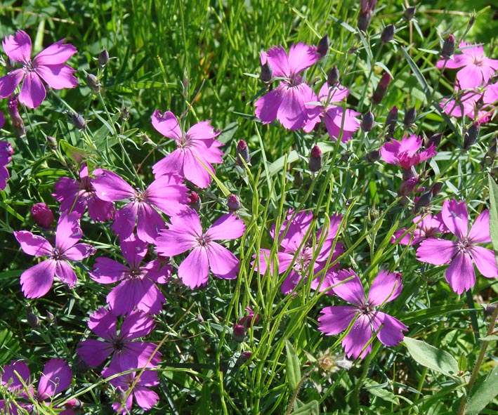 Изображение особи Dianthus versicolor.