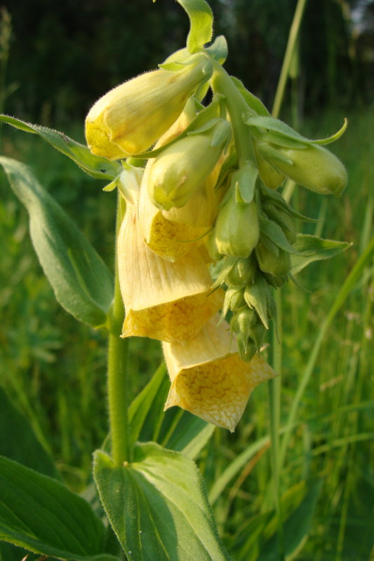 Изображение особи Digitalis grandiflora.