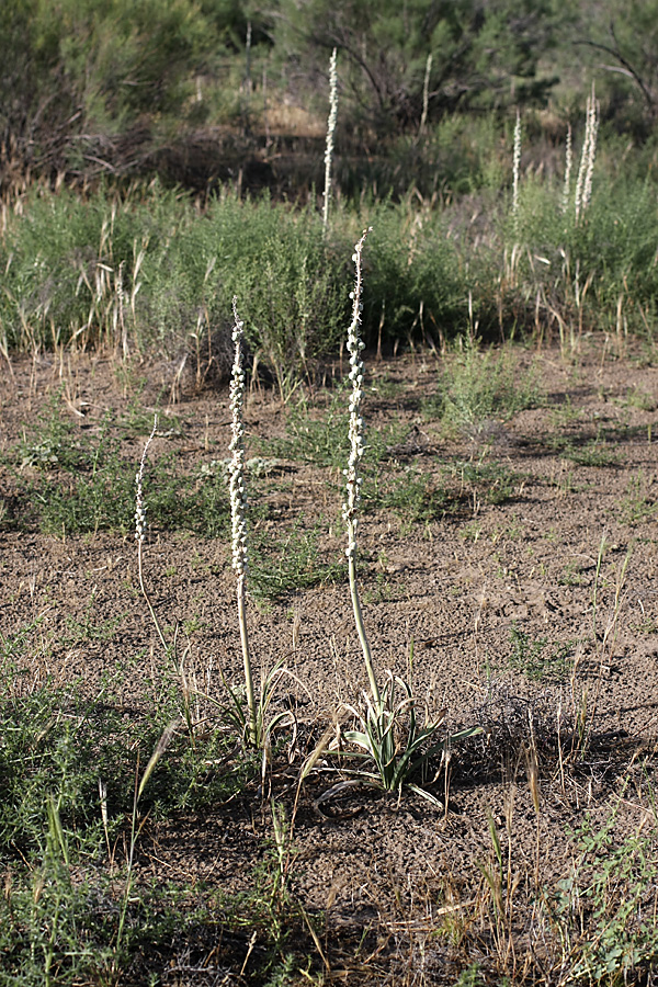 Image of Eremurus inderiensis specimen.