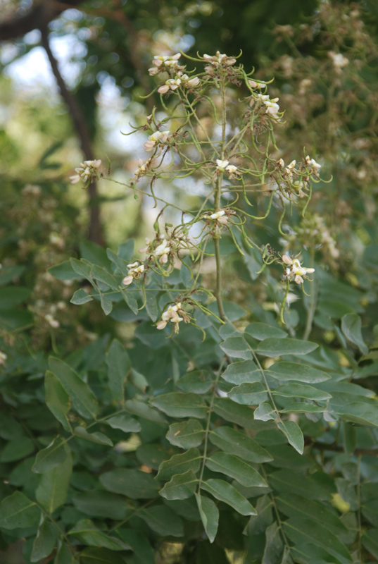 Image of Styphnolobium japonicum specimen.