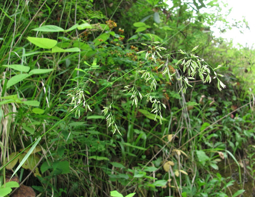 Image of Festuca drymeja specimen.