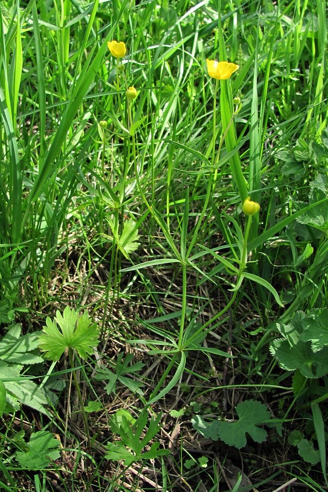 Image of Ranunculus auricomus specimen.