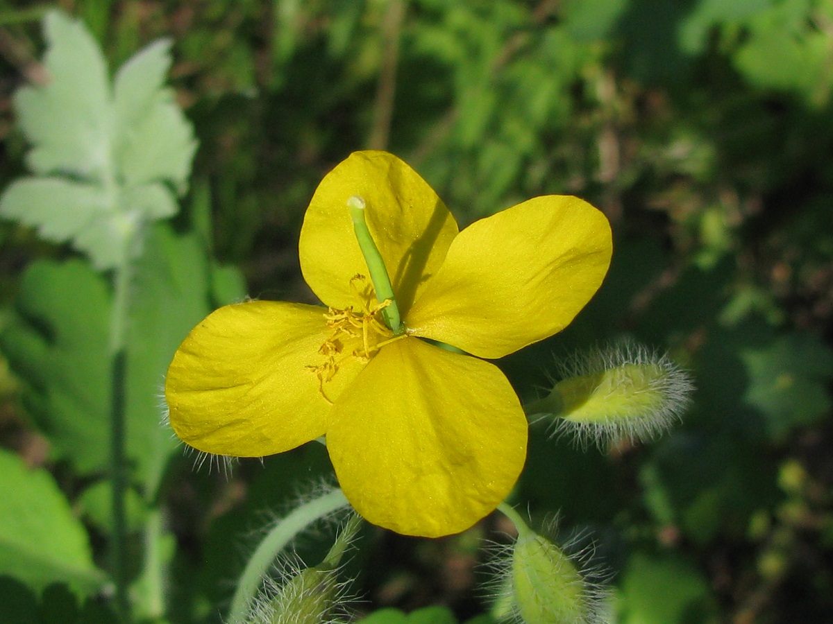 Изображение особи Chelidonium majus.