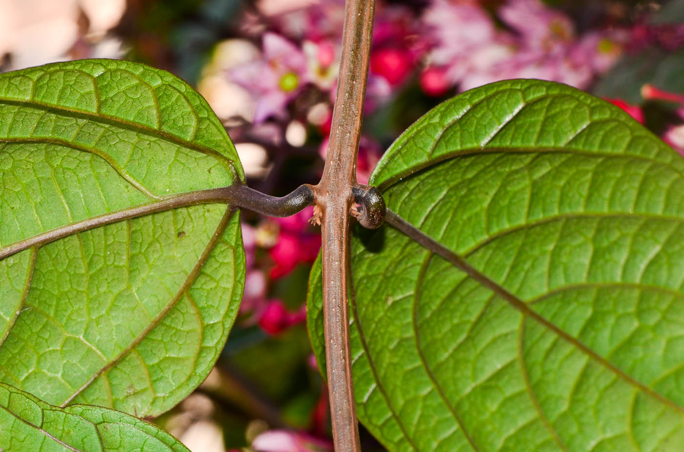 Image of Clerodendrum thomsoniae specimen.