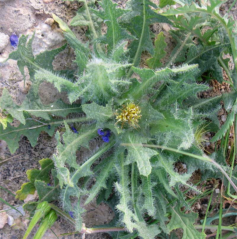 Изображение особи Centaurea benedicta.