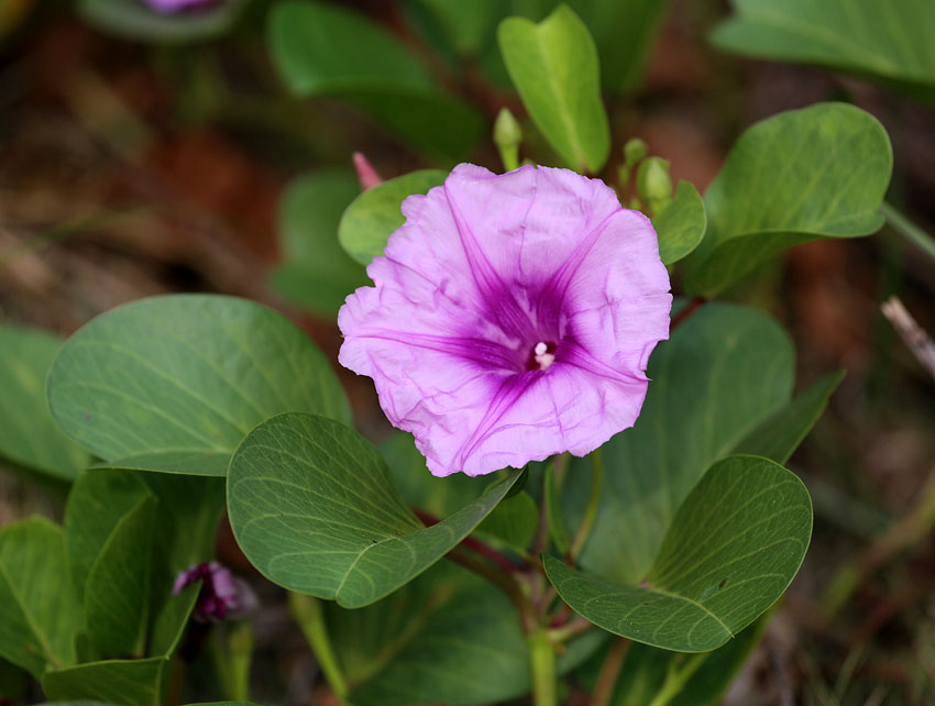 Image of Ipomoea pes-caprae specimen.