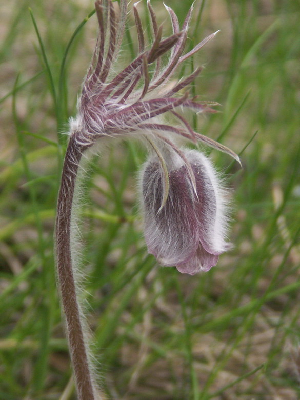 Изображение особи Pulsatilla pratensis.